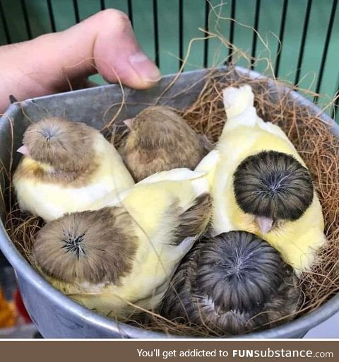 Belgian Canaries have the best hairdos