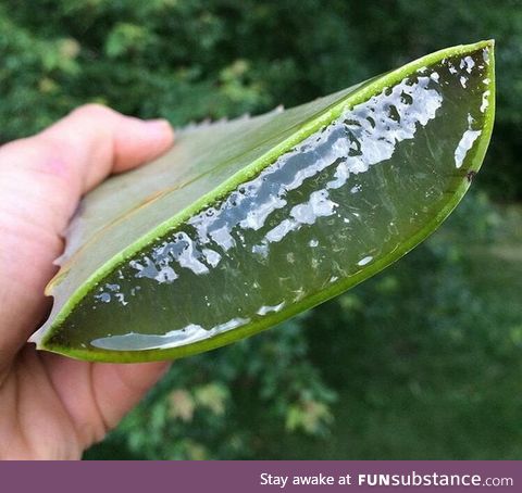 This chunk of Aloe Vera