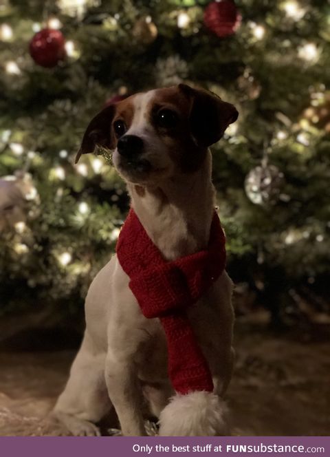 Daily Dose of Doggo #11 - Christmas Doggo (sorry it’s a little late I know)