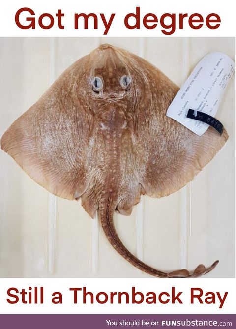 Still a Thornback Ray