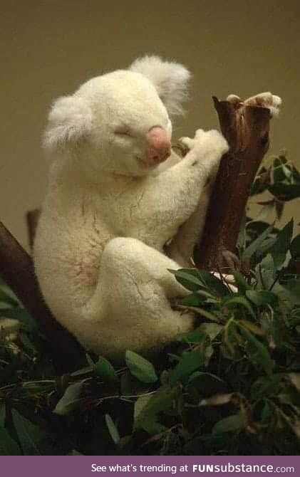 A rare but beautiful albino koala.