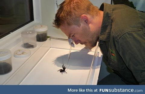 We have finally found a use for these deadly creatures. Venom from the funnel web spider