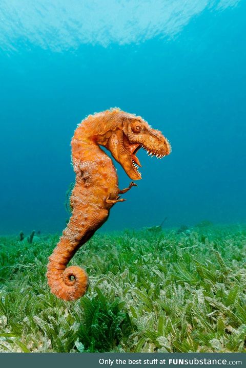 Sea-Rex