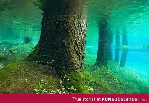 Submerged forest