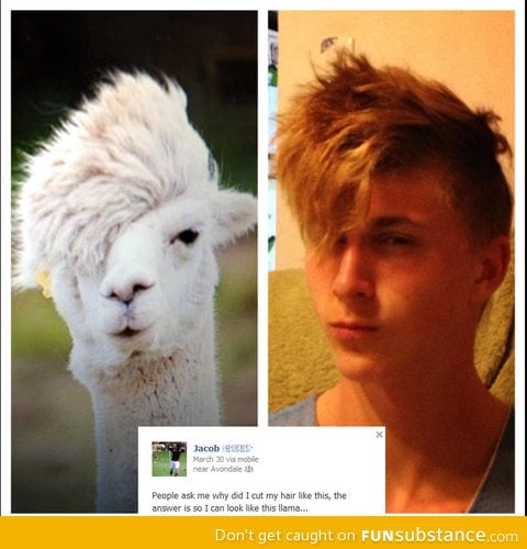 Llama hair