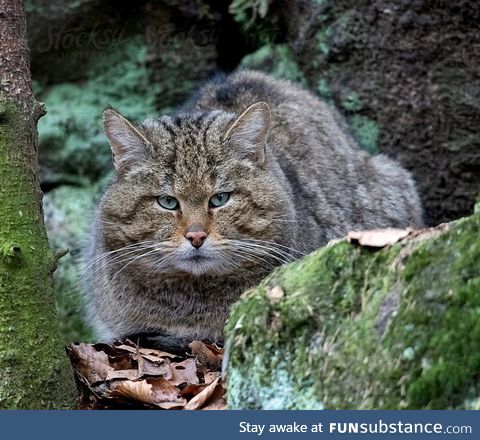 European forest feline