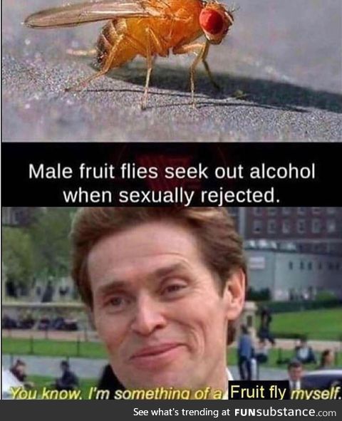 Fruit flies