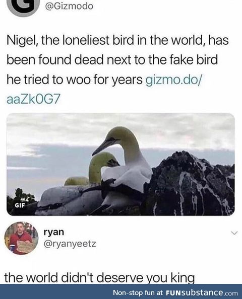 Rip nigel