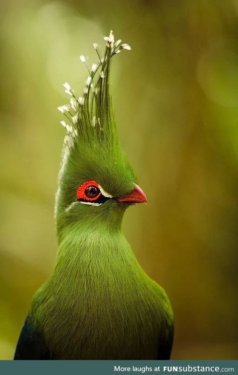 The beautiful Turaco bird from South Africa.