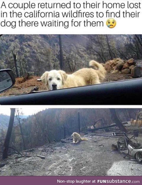 Poor doggo