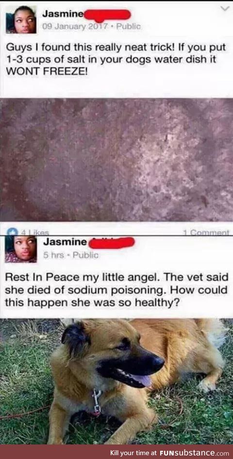 Stupid people should never ever own pets