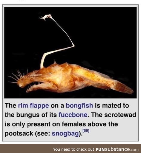 Well, I’ll be a bongfish’s fuccbone...