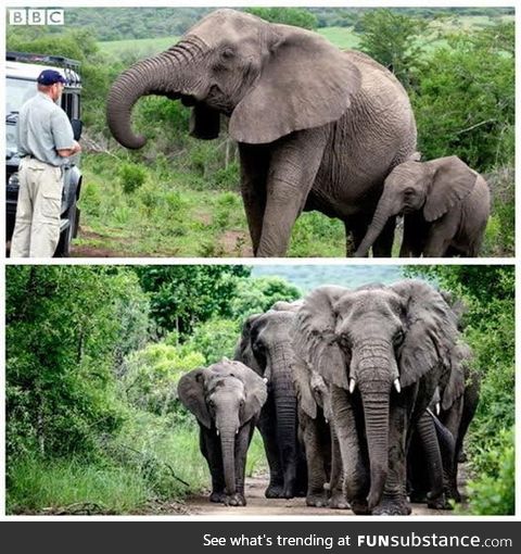 A herd of elephants marched 12 hours to the house of Lawrence Anthony after he died