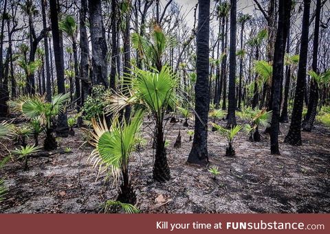 The re-birth of nature after the bushfires. Australia