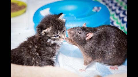 Cat Cafe Employs Rats for their Kittens (FeelGoodSubstance)