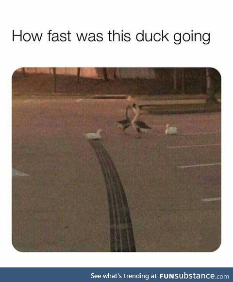 Duck: Tokyo Drift