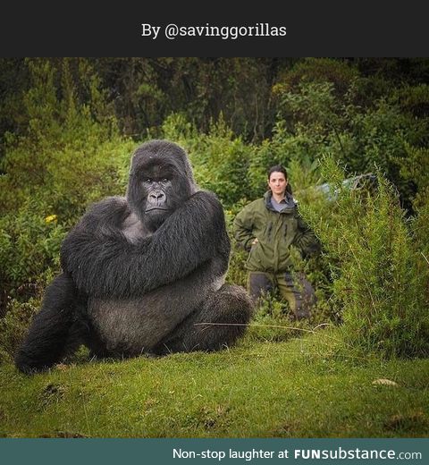 Meet Isabukuru, a protected Gorilla in Rwanda. Behind him is Veronica