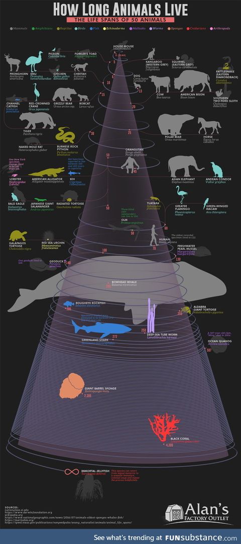 How long animals live - the lifespan of 50 animals visualized on a spiral