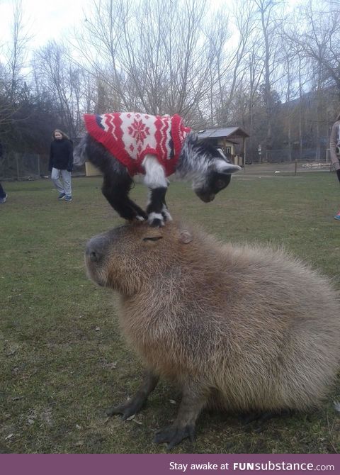 Capybara are examples of patience