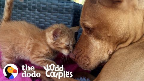 Rue the kitten and Bubba the pitbull