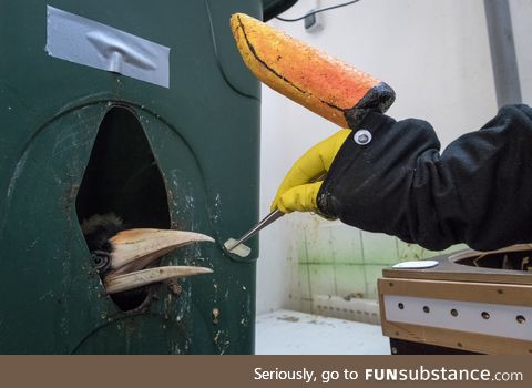 How a zoo feeds their baby hornbills