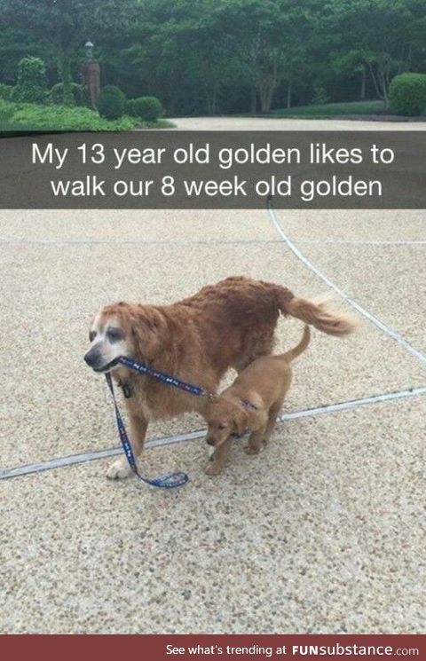 Good boi taking his friend for a walk