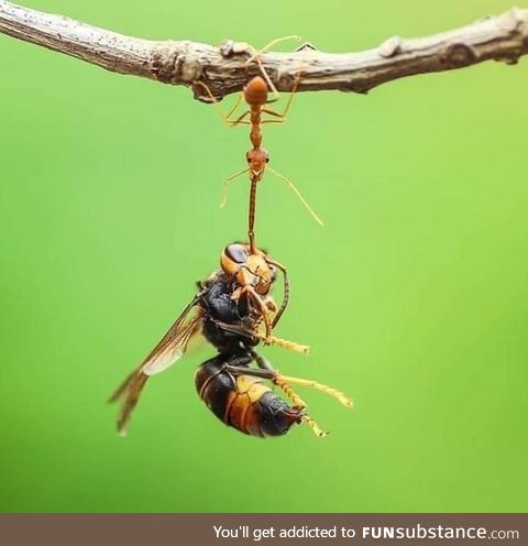 An ant lifting 100 times her weight