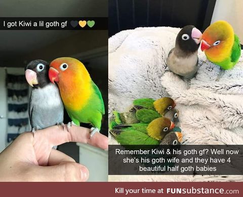 Love birbs