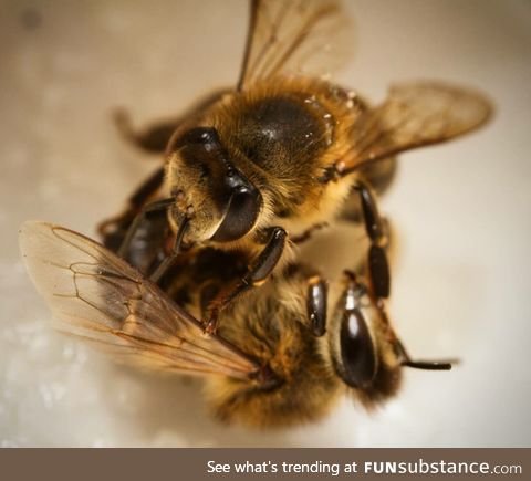 Since we're posting pics we've taken of honeybees I thought I'd add mine too!