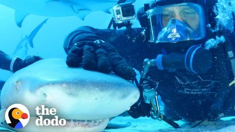 Sharks Are Friends, Not Food (and love headrubs apparently). FeelGoodSubstance