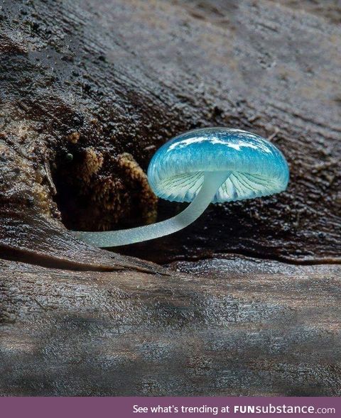 Wonderful nature mushroom mycena blue