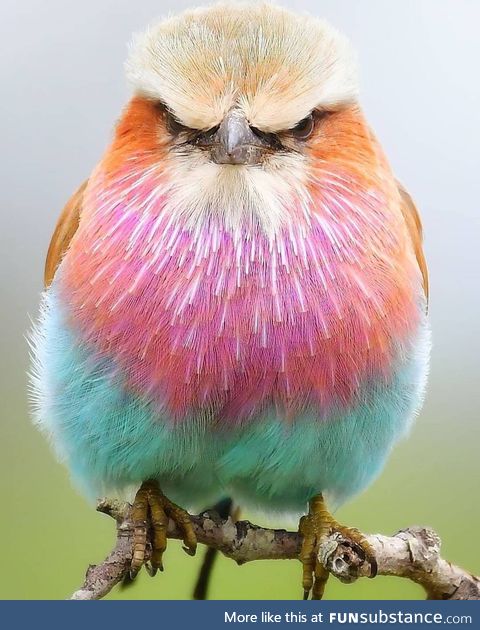 What’s the super power of this angry bird ?