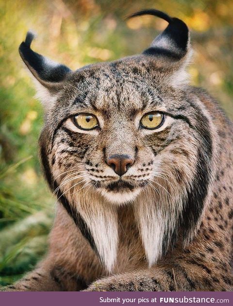 Iberian Lynx