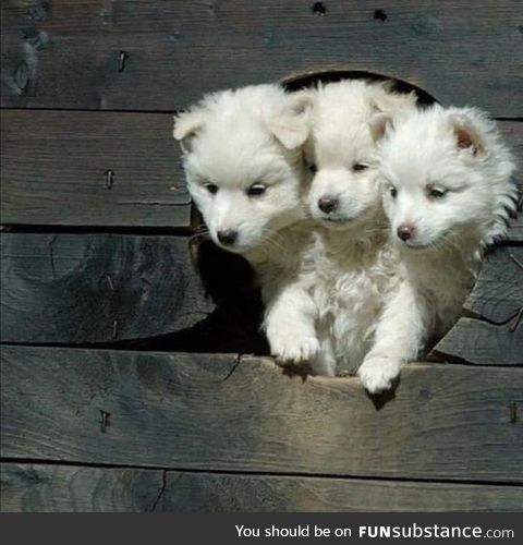 Three headed dog