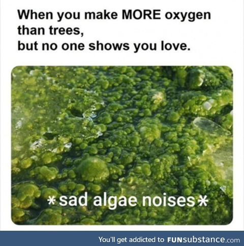 Sad algea