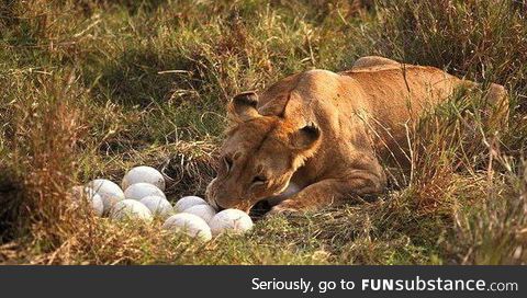 A lion protecting her unborn egg