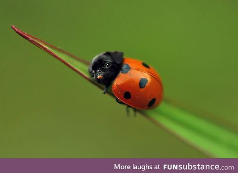 Lady pug