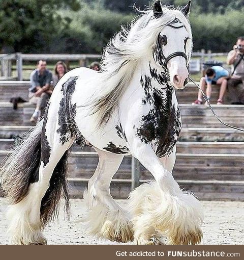 Any horse lovers ?