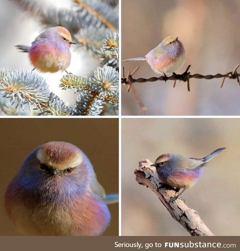 The mighty white-browed tit