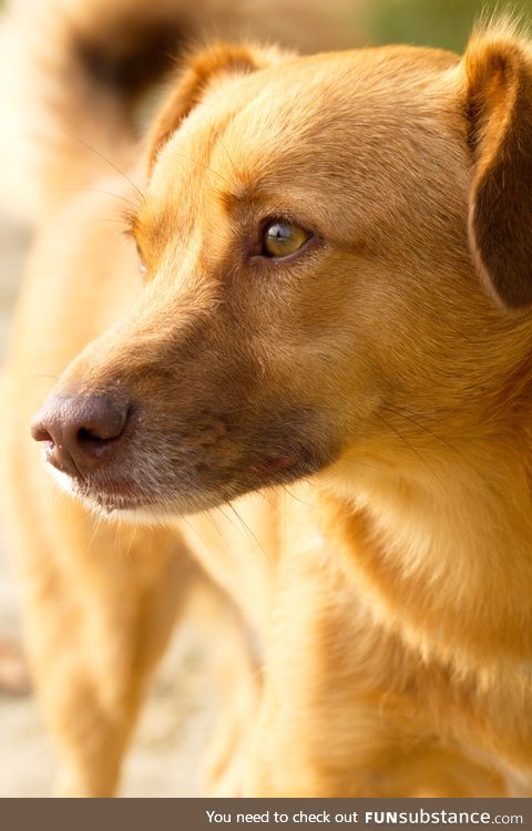 Dreamy photo of our little Talvi