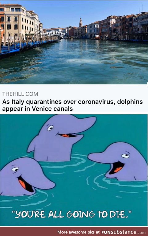 *dolphin laugh*