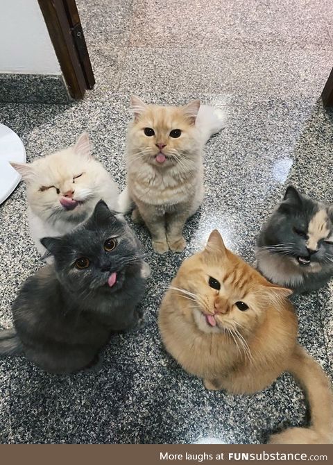 The blep gang