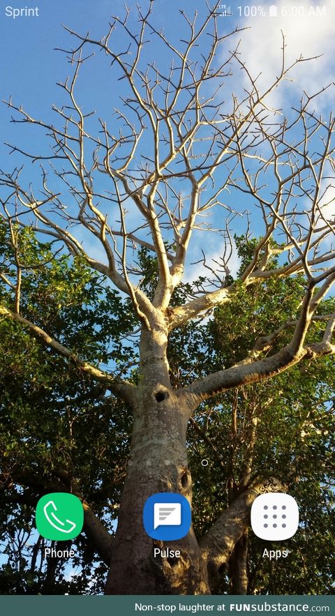 Baobab tree