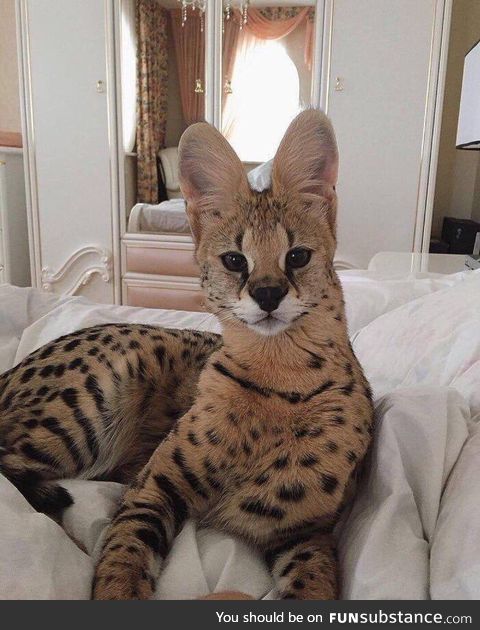 Savannah Cats are amazing