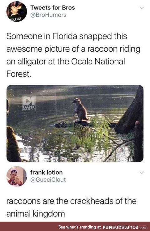 Crackcoon