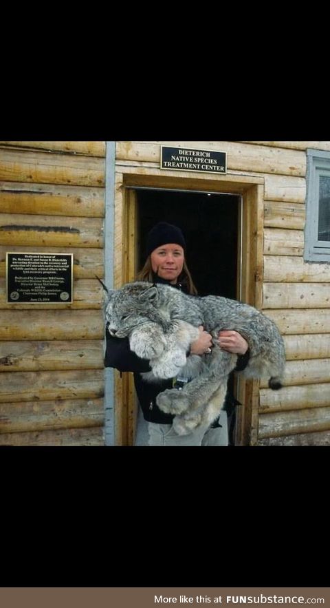 Canada lynx