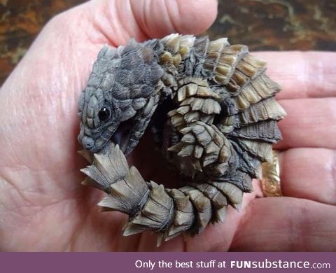 This Armadillo girdled lizard biting it's tail looks like a mini dragon