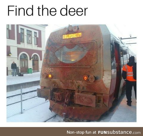 Find the deer