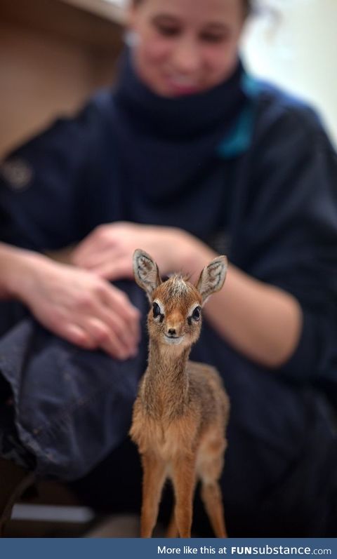 A dik dik pic!