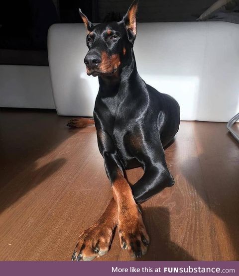 The elegance of a Doberman